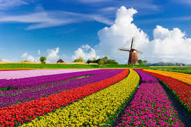 Amsterdam Tulip Garden Experience